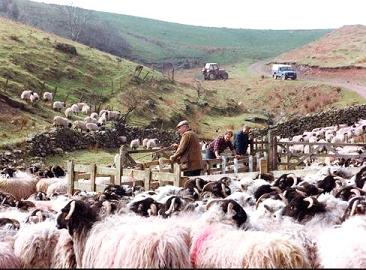 cumbrian sheep farmers
